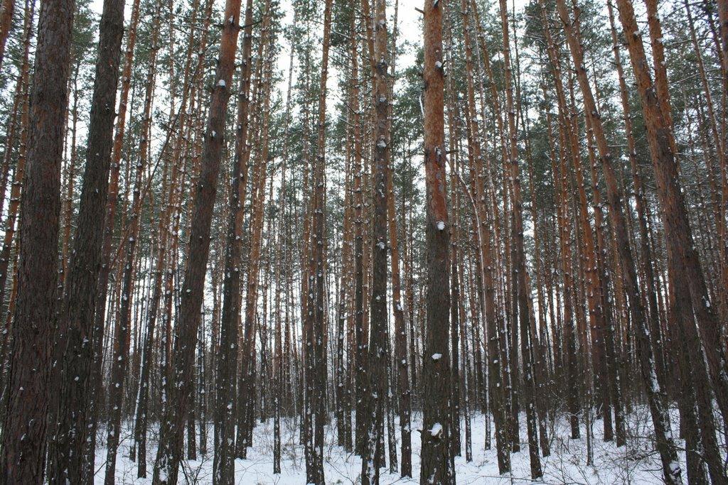 Мохнач з panoramio.com - Мохнач