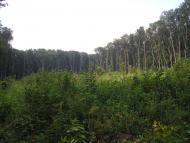 Піддубне з panoramio.com