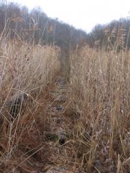 Залізняк з panoramio.com