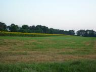 Майорщина з panoramio.com