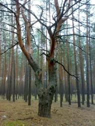 Придонецьке з panoramio.com