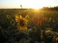 Піддубне з panoramio.com