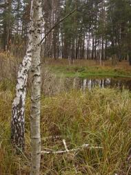 Червоний Шахтар з panoramio.com