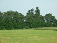 Майорщина з panoramio.com