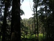 Піддубне з panoramio.com