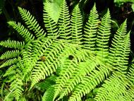 Адамчуки з panoramio.com