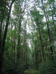 Піддубне з panoramio.com