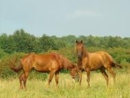 Демівщина з panoramio.com