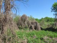 Дубовий Гай з panoramio.com