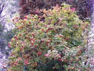 Райківці з panoramio.com