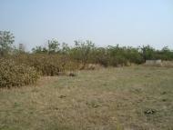 Весняна Квітка з panoramio.com