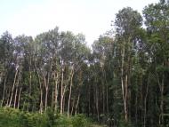 Піддубне з panoramio.com