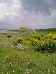 Скворцове з panoramio.com