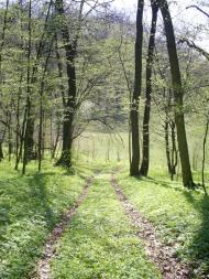 Шкарівка з panoramio.com