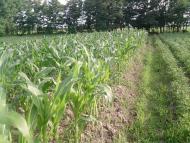 Ботар з panoramio.com