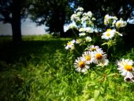 Княже з panoramio.com