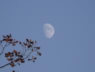 Лісопіль з panoramio.com