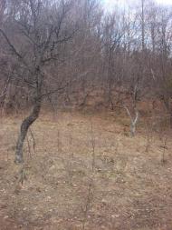 Синяк з panoramio.com