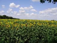 Ситники з panoramio.com