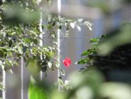 Кринички з panoramio.com