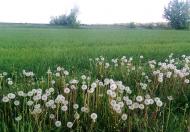 Сухоліси з panoramio.com