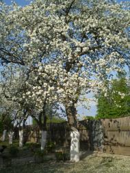 Срібне з panoramio.com