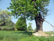 Трубіївка з panoramio.com