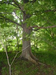 Майорщина з panoramio.com