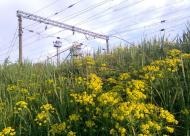 Сухоліси з panoramio.com