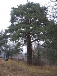 Залізняк з panoramio.com