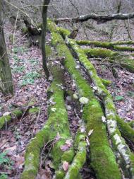 Борщів з panoramio.com