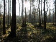 Лісопіль з panoramio.com