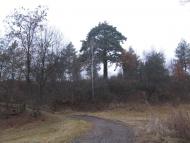 Залізняк з panoramio.com