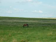 Майорщина - Останні фото