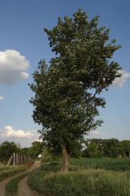 Гнутове з panoramio.com