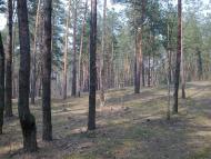 Дубовичі з panoramio.com