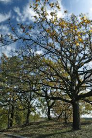 Гребені з panoramio.com