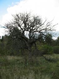 Три Копці з panoramio.com