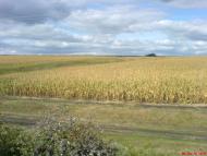 Мирошниківка з panoramio.com