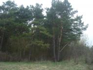 Оріхівка з panoramio.com