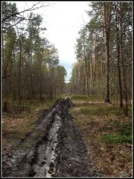 Лісопіль з panoramio.com