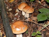 Любинці з panoramio.com