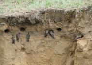 Малокаховка з panoramio.com