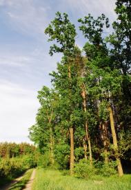 Сухоліси з panoramio.com