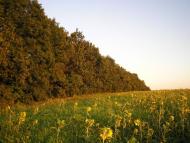 Піддубне з panoramio.com