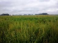 Бекарщина з panoramio.com