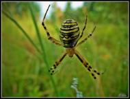 Три Копці з panoramio.com