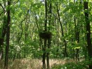 Підлісне з panoramio.com