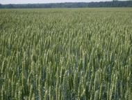 Городок з panoramio.com