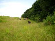 Травневе з panoramio.com